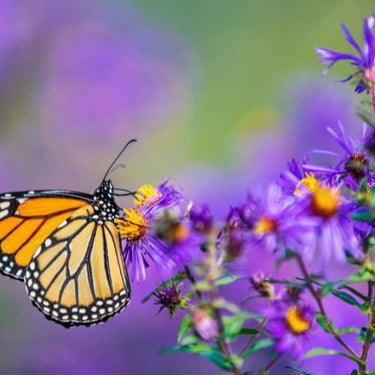 Butterfly Seed Flower Seeds Mixture